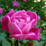 Como Fazer a Rosa Florir: Guia Completo e Detalhado