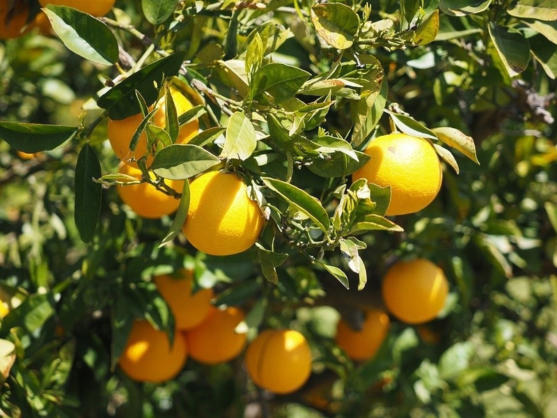 Frutíferas